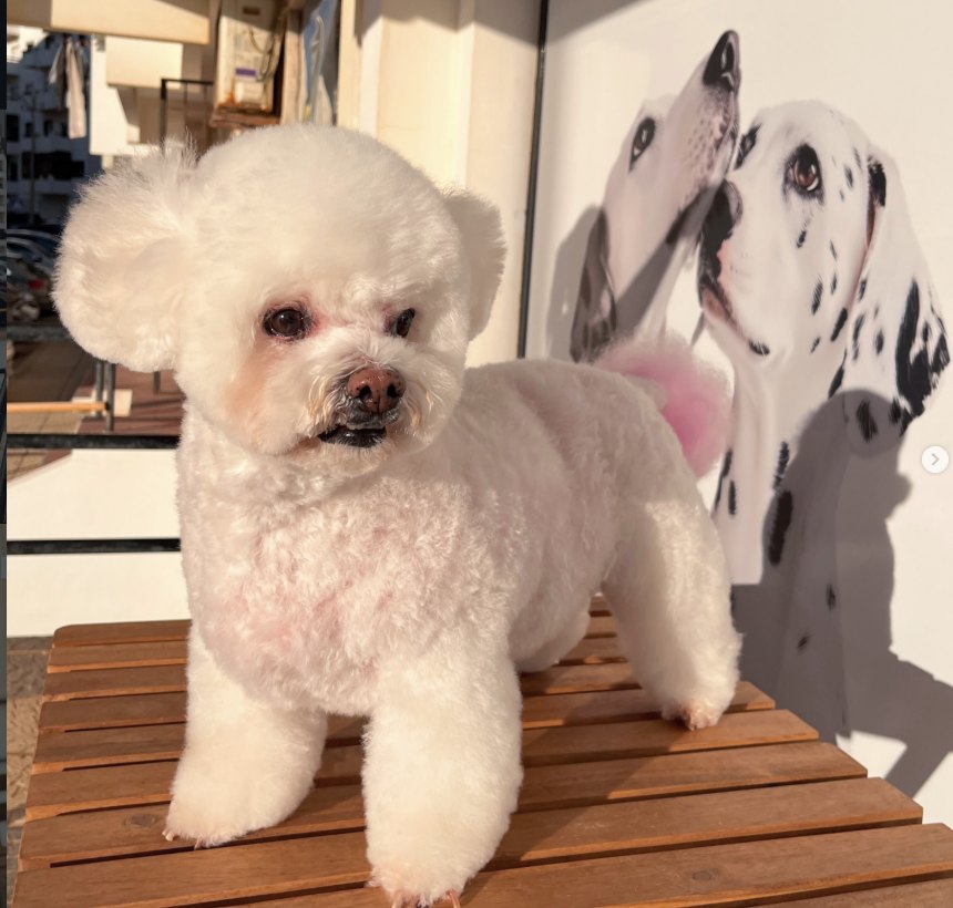 Cão após grooming no Retiro Pet